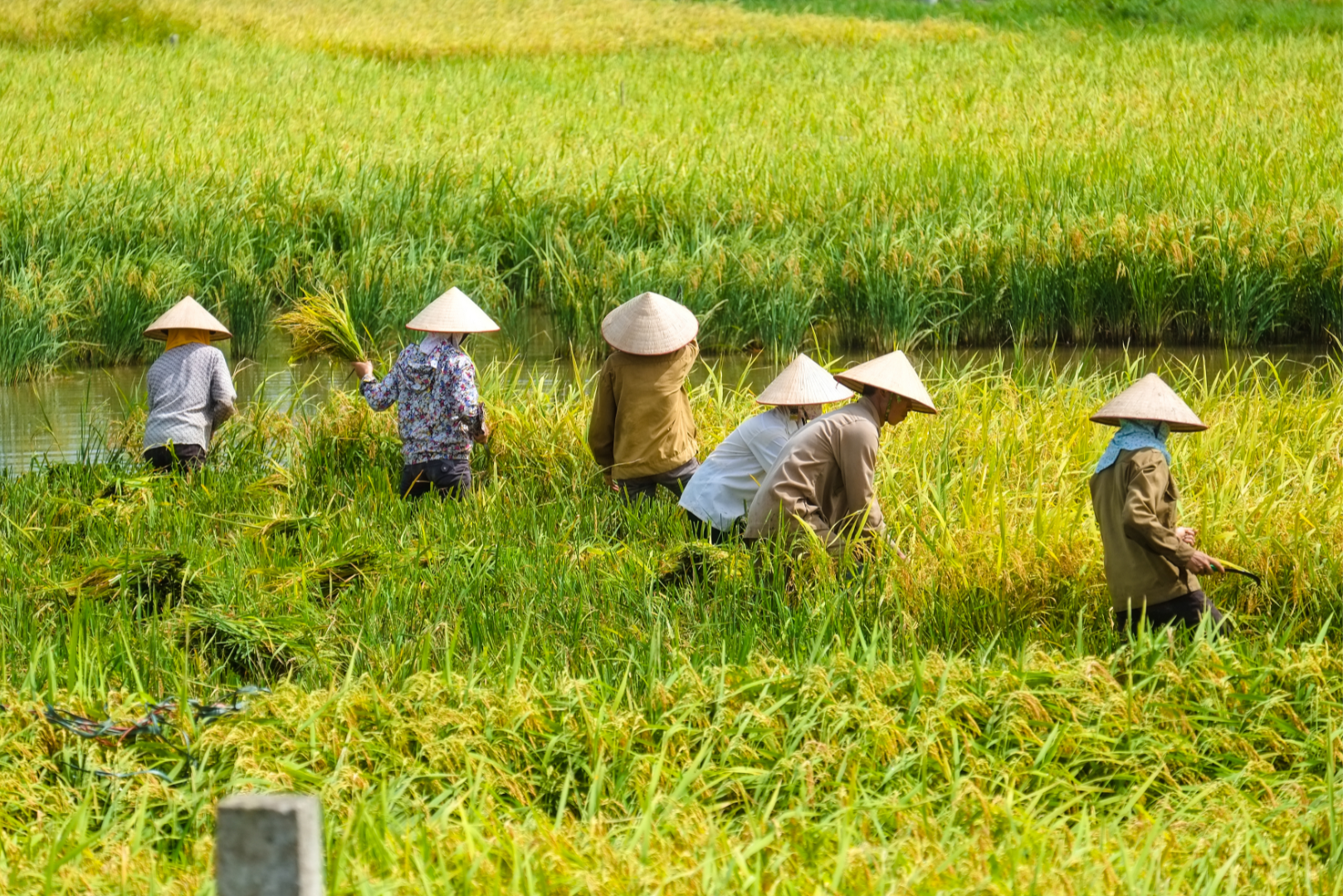 El Ministerio de Sanidad de Vietnam propone aumentar las cotizaciones al seguro médico
