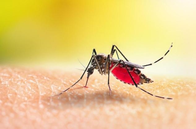 Борьба с малярией: лечение теперь бесплатно